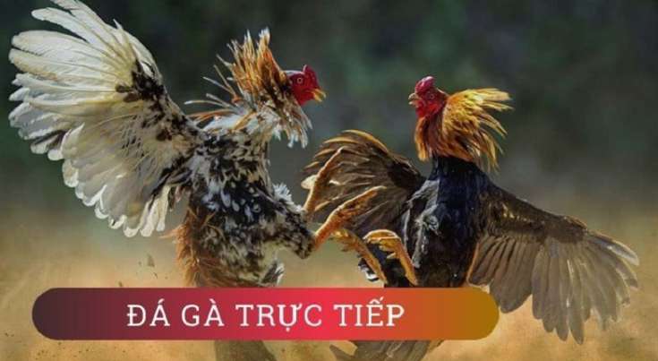 da-ga-truc-tuyen-1